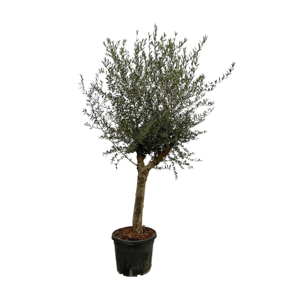 Olea Lorc Olijfboom 200 cm