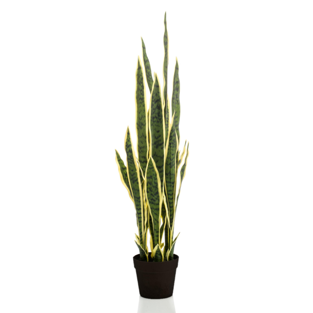 Sansevieria Trifasciata Vrouwentong 100 cm